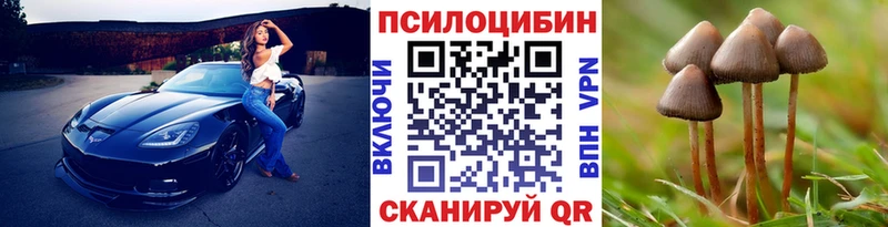 Купить где  Кудрово  Галлюциногенные грибы Cubensis 